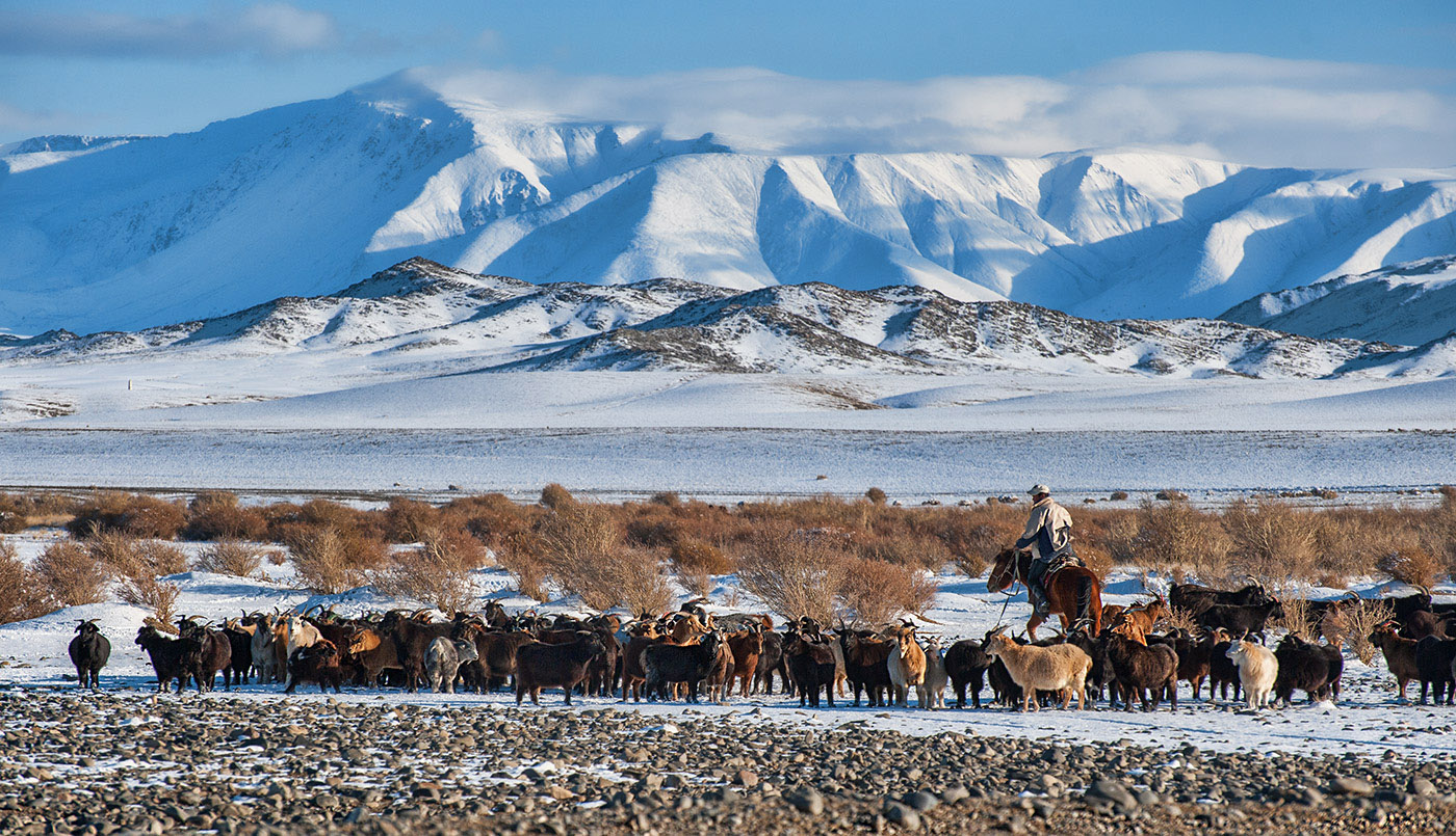 Altai Cashmere