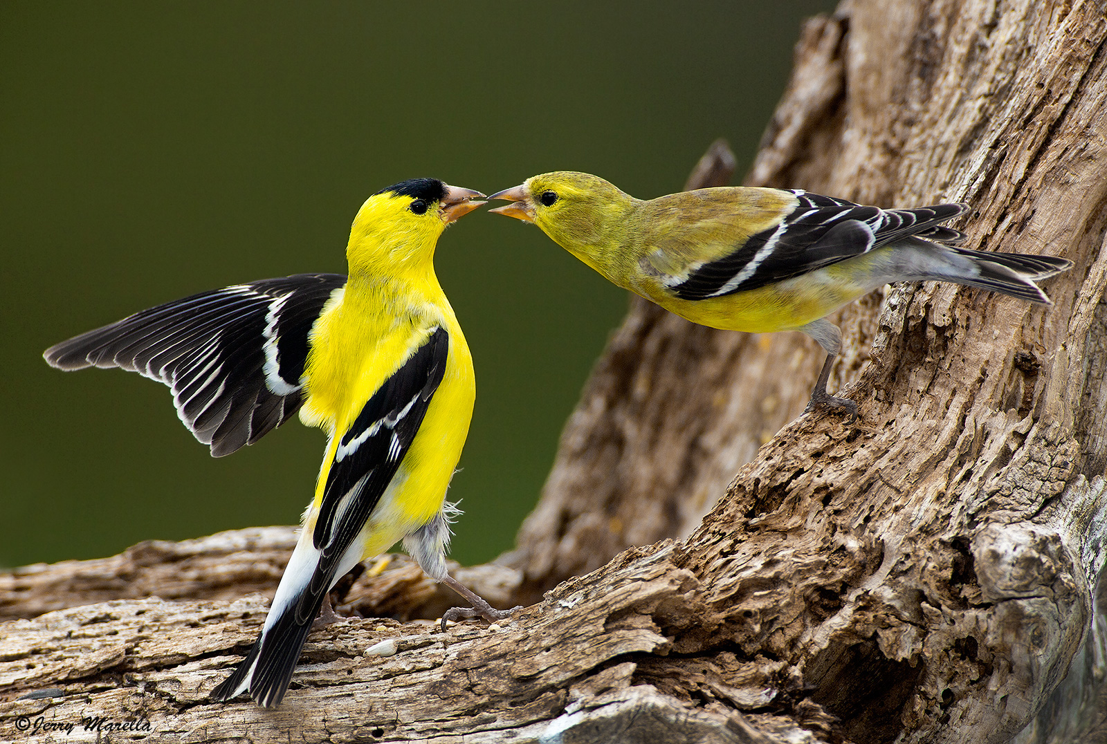 American Goldfinch