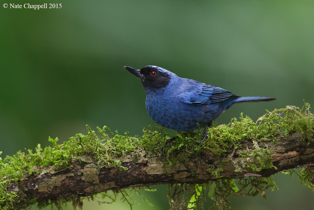 Masked Flowerpiercer