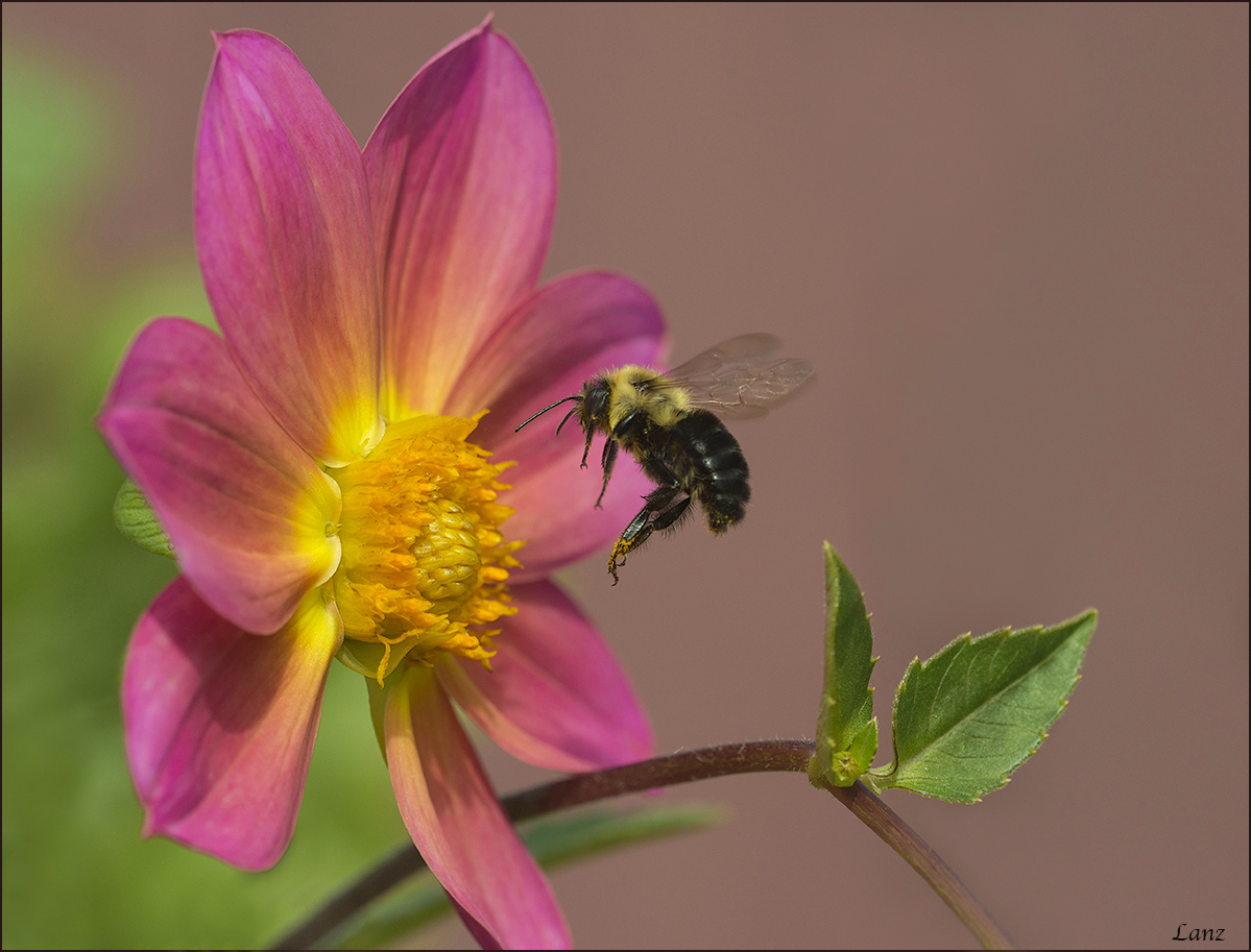 The Landing