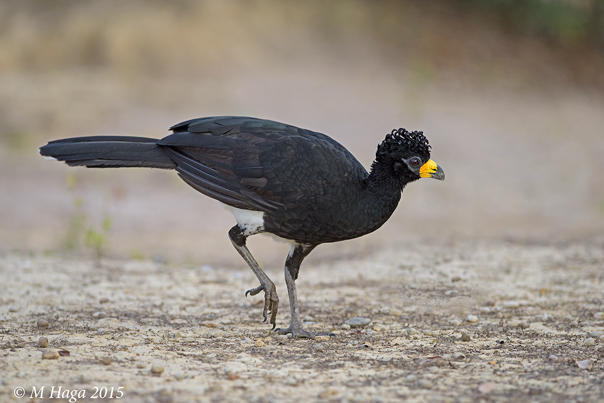Bare-faced Curassow