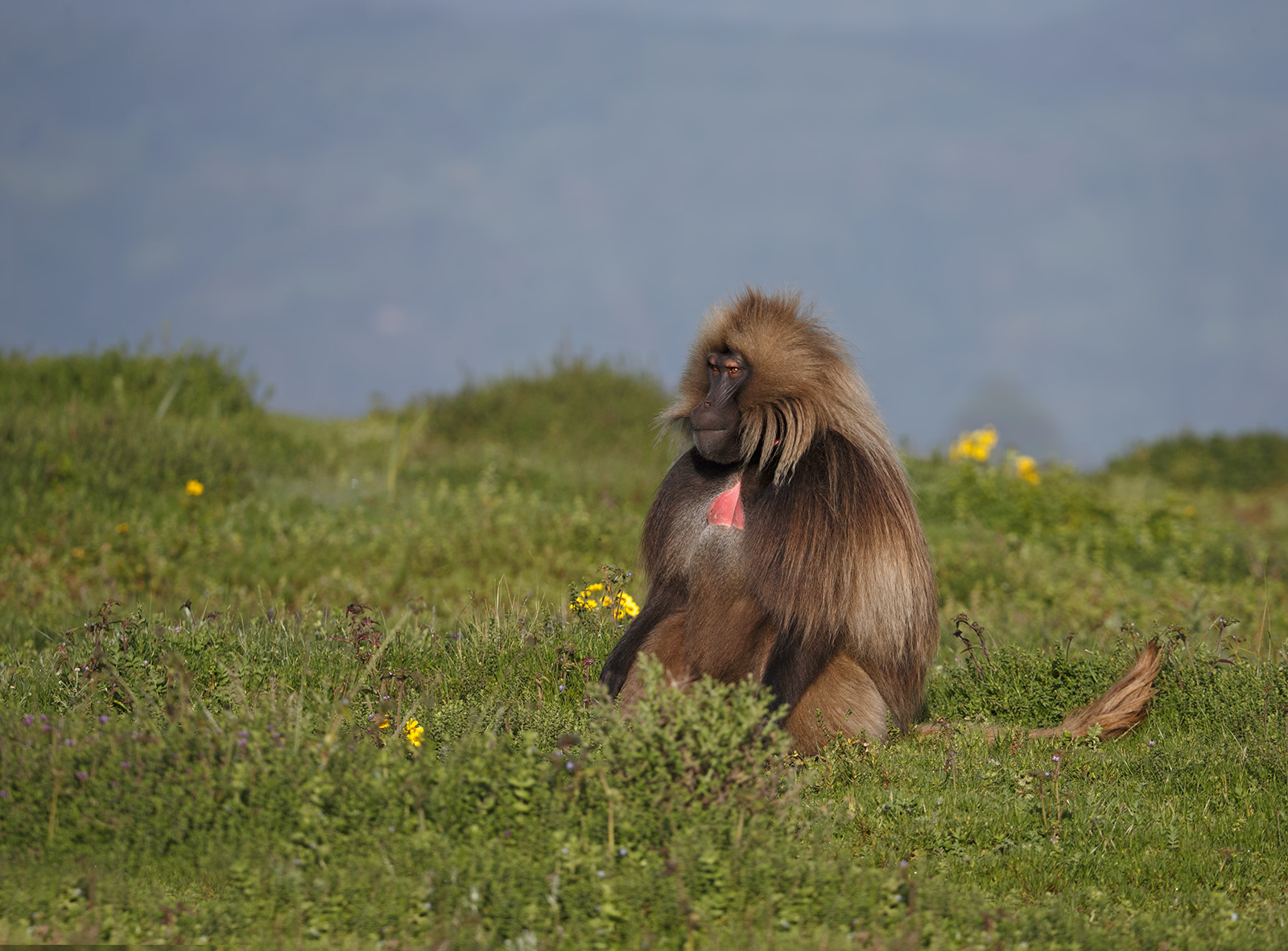 Gelada Baboon