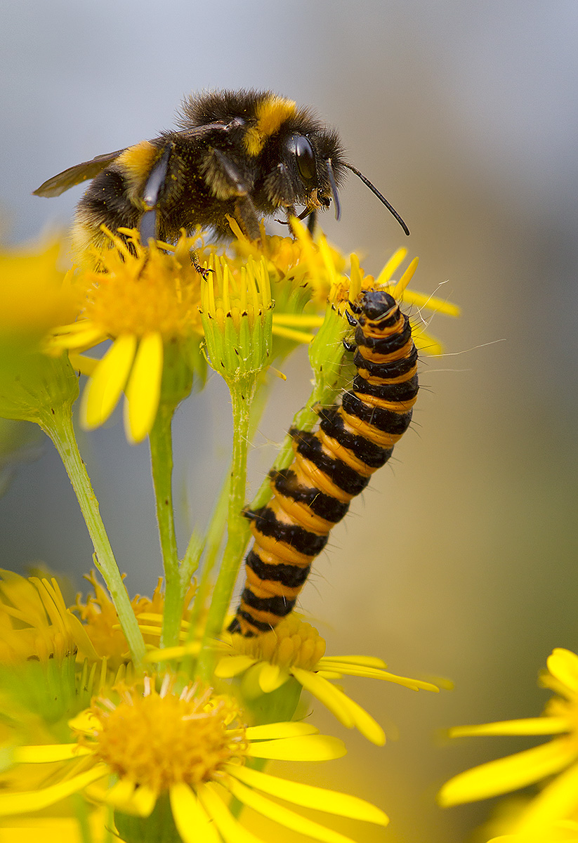 Aggressive bee