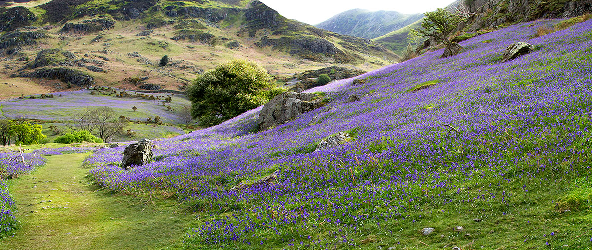 Bluebell walk