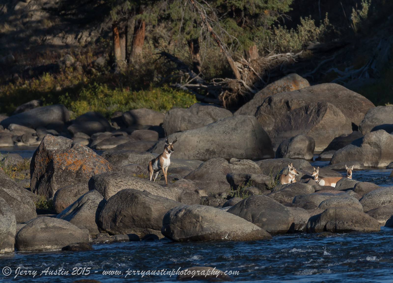 Pronghorn Animalscape