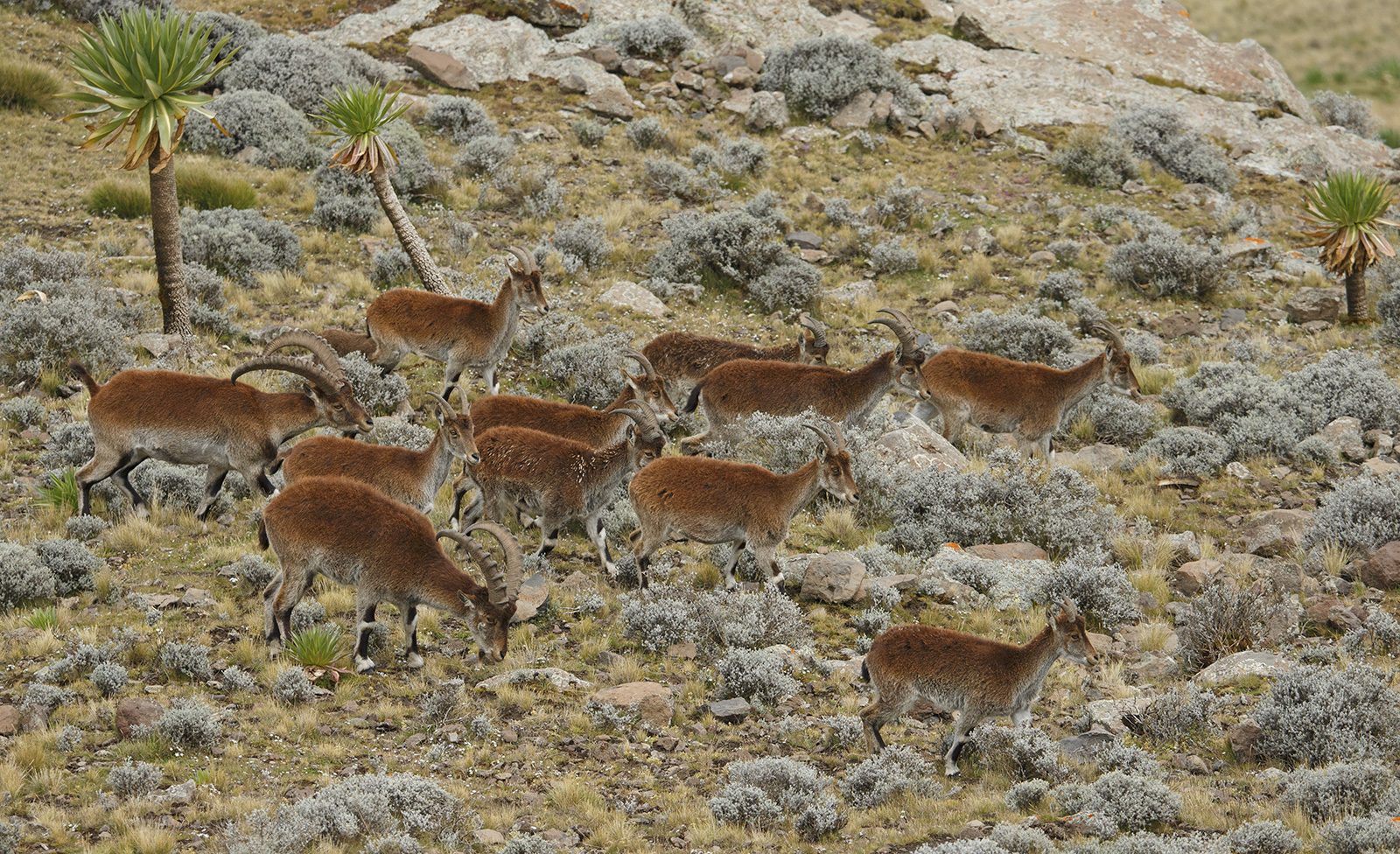 Walia Ibex