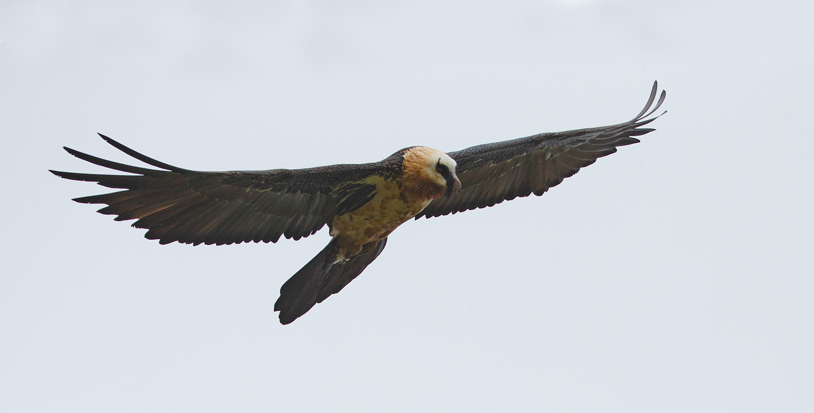 Bearded Vulture
