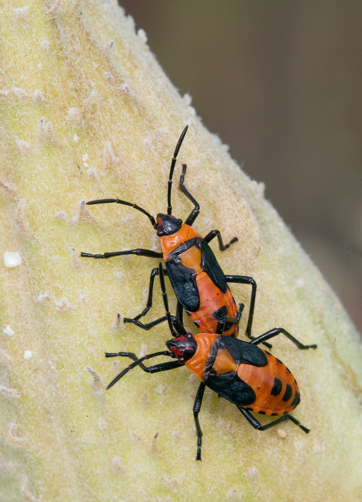 Milkweed Seed Bug