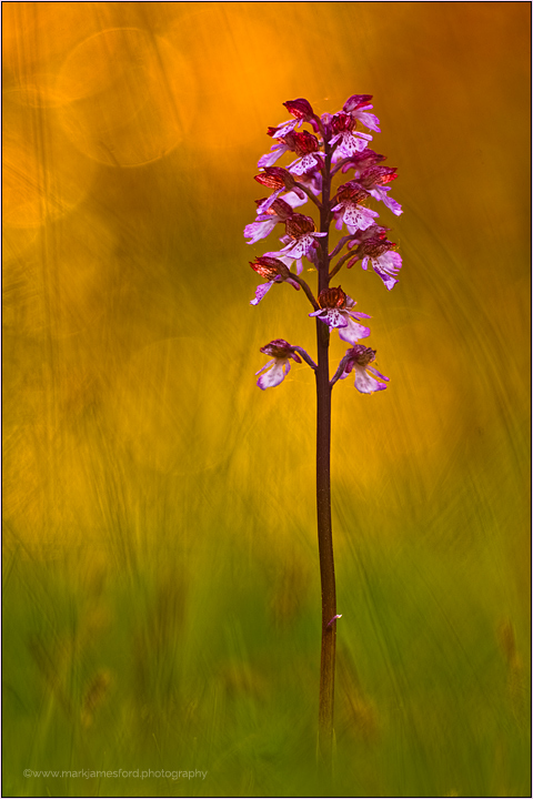 Spring Light II