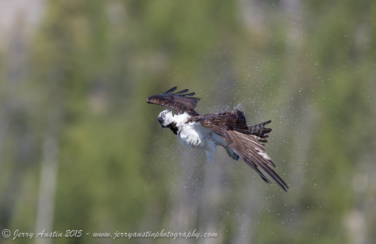 Osprey Shake