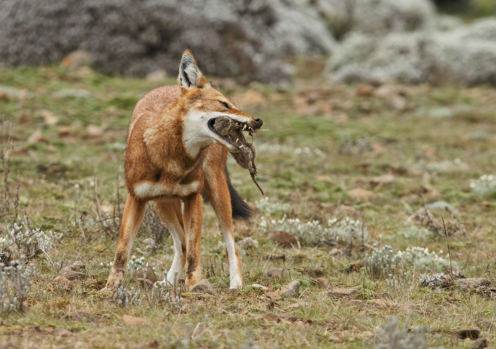 Ethiopian Wolf