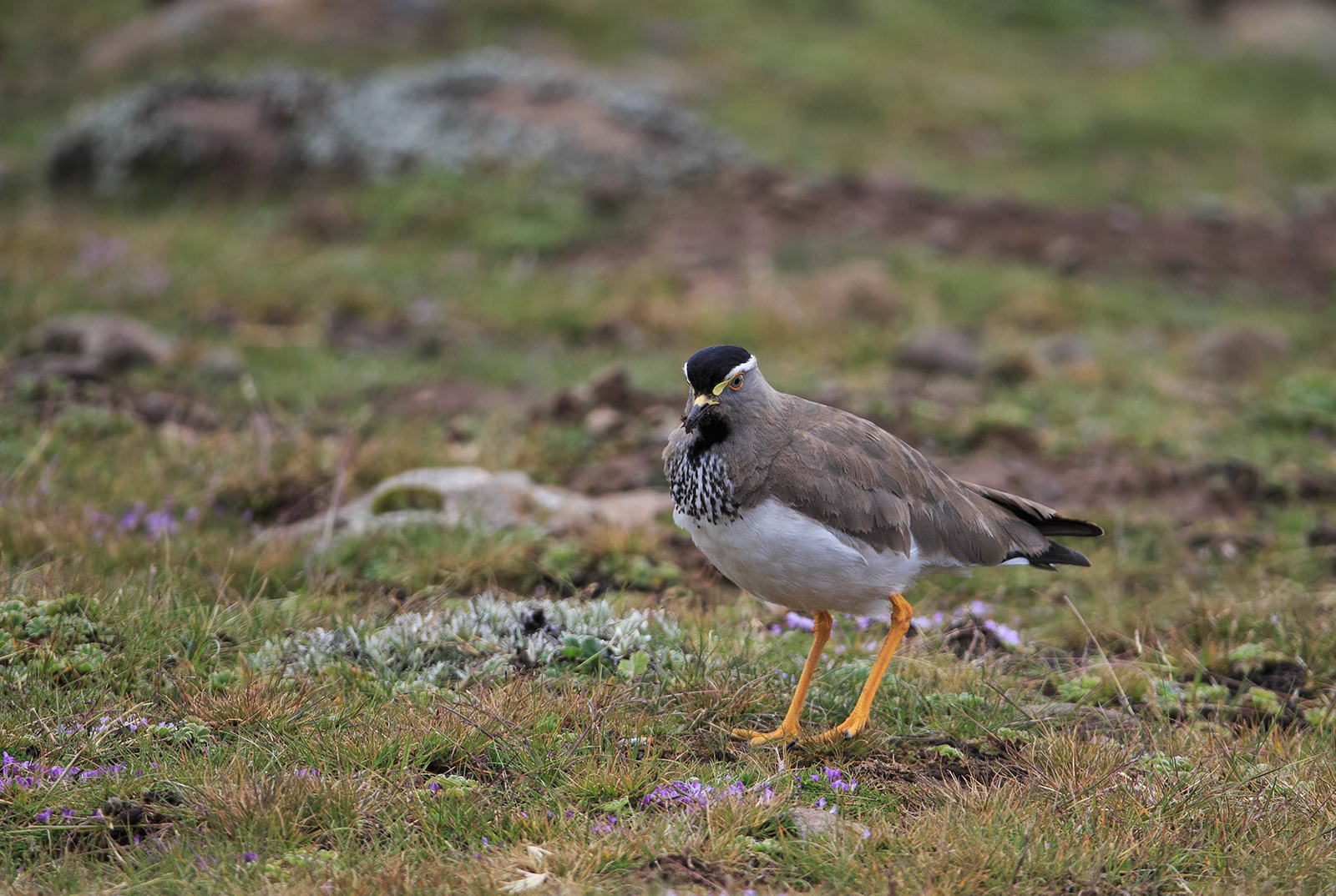 Spot Breasted Lapwing