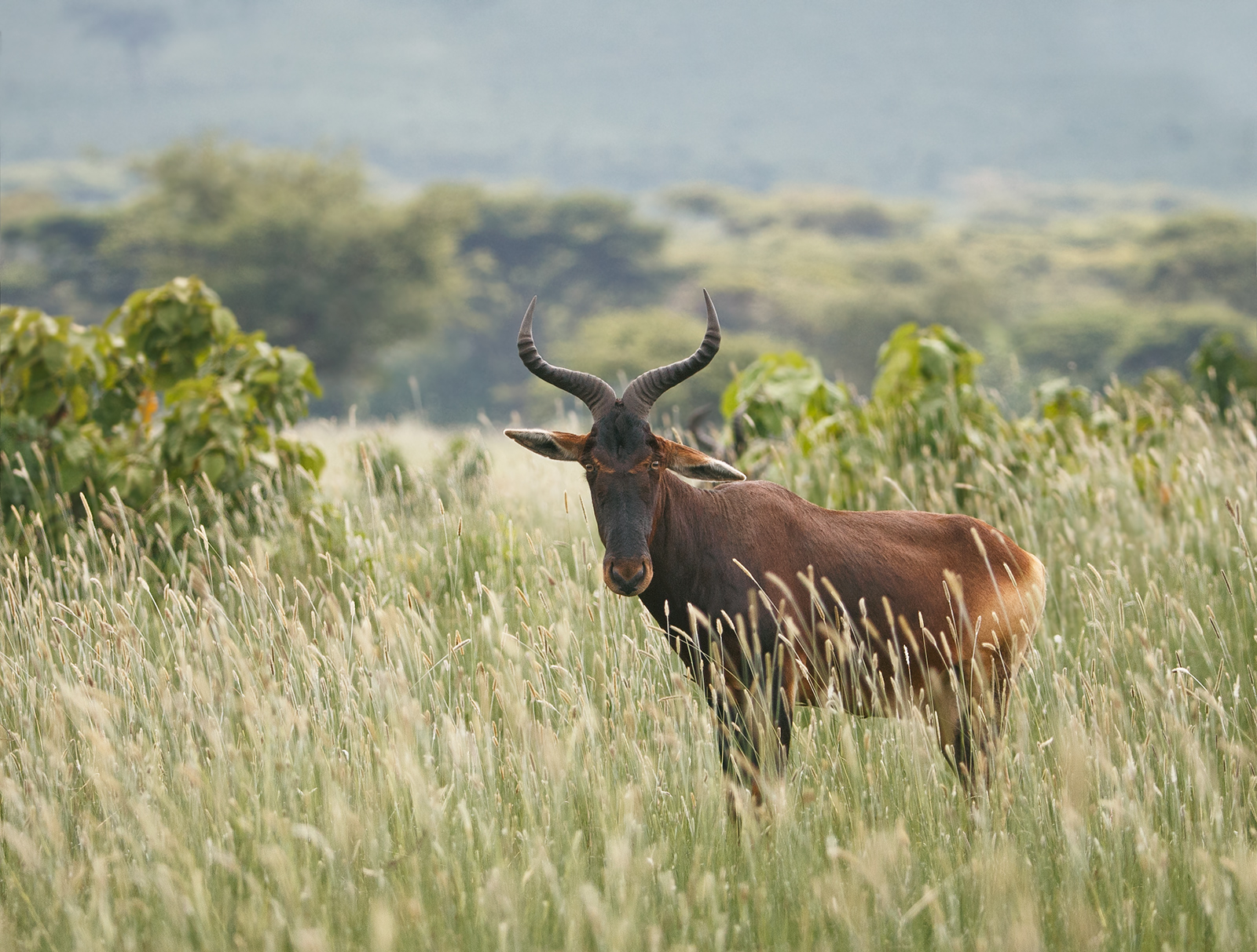 Swayne's Hartebeest