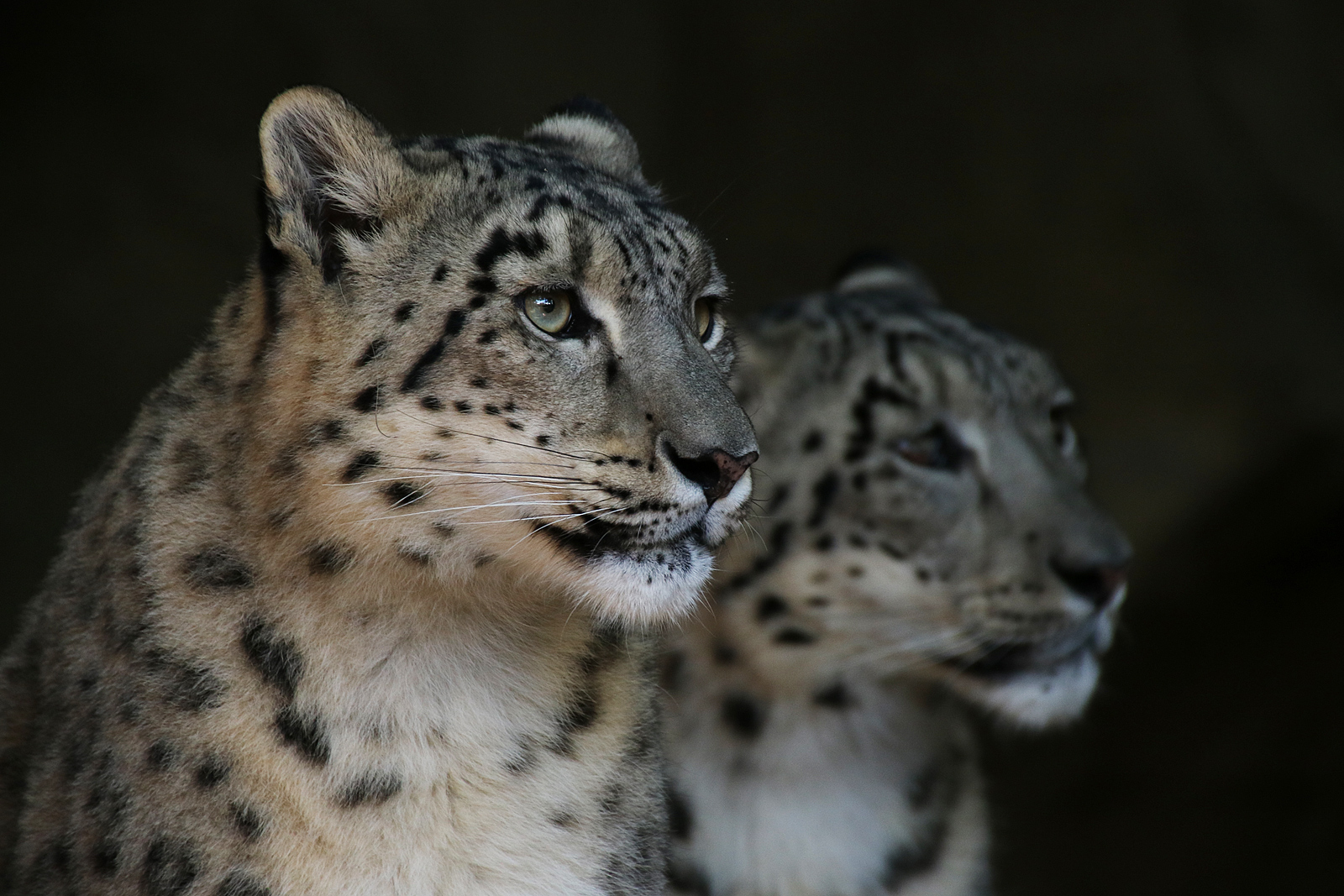 The pair