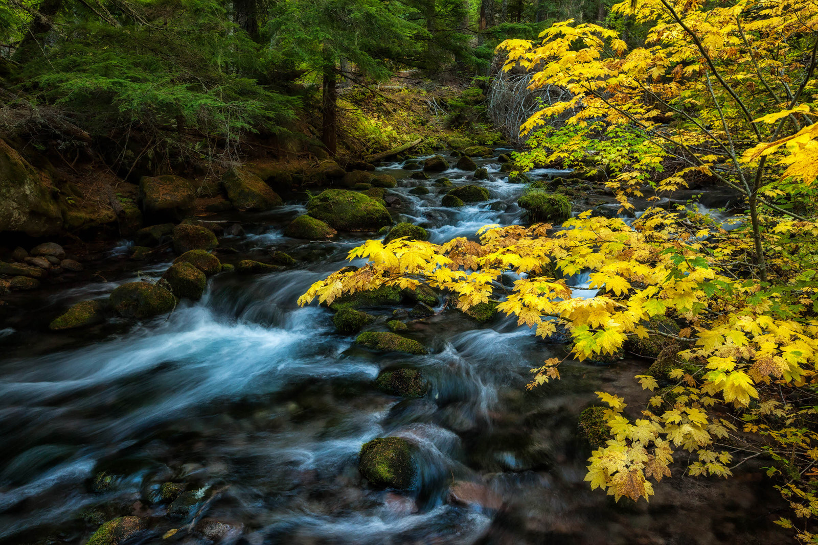 Cold Spring Creek