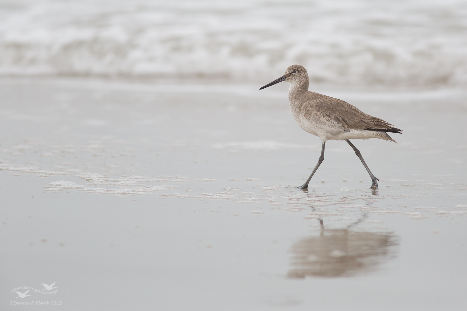 Willet