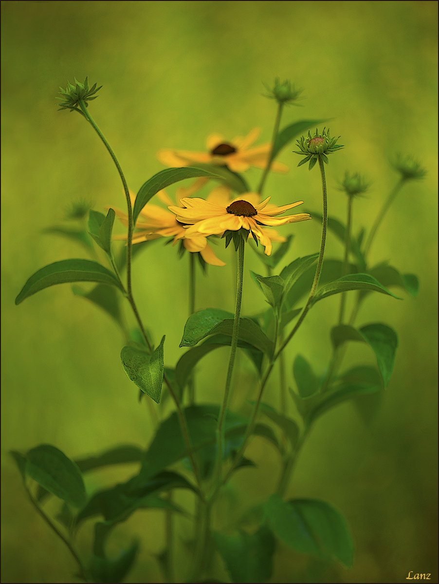 Susans