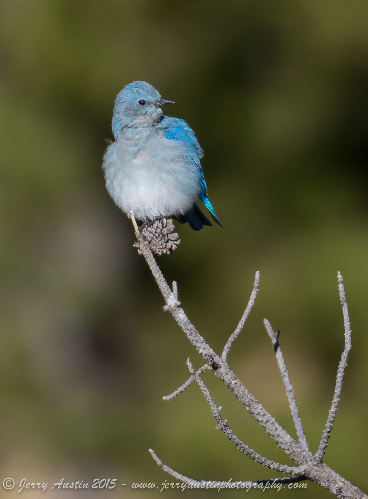 Mountain Bluebird 2
