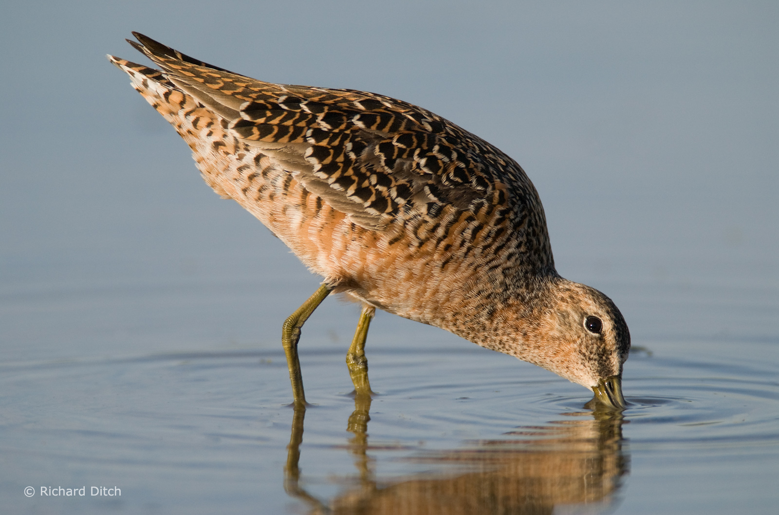 Long-billed Dowitcher