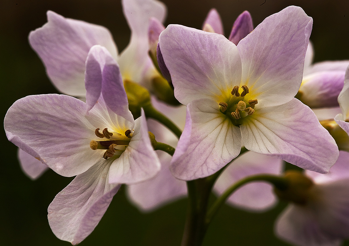 Cuckooflower