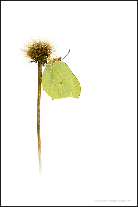 Brimstone Graphic