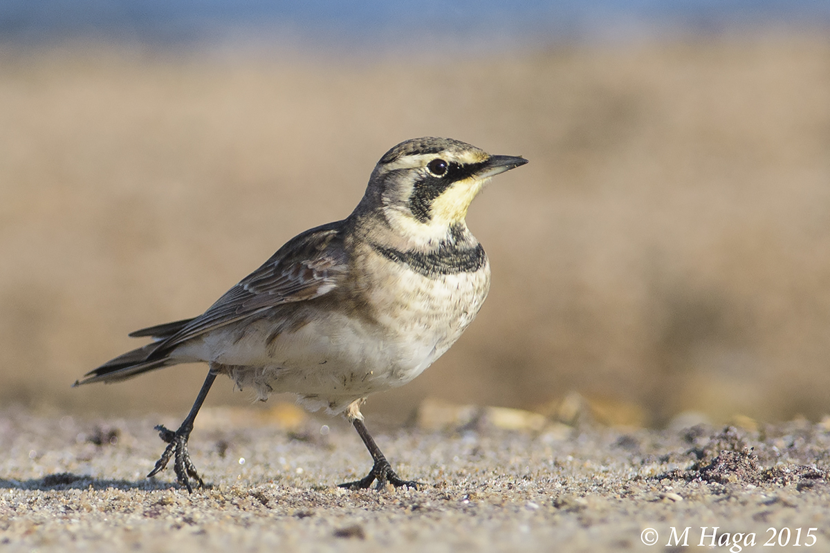  Horned Lark