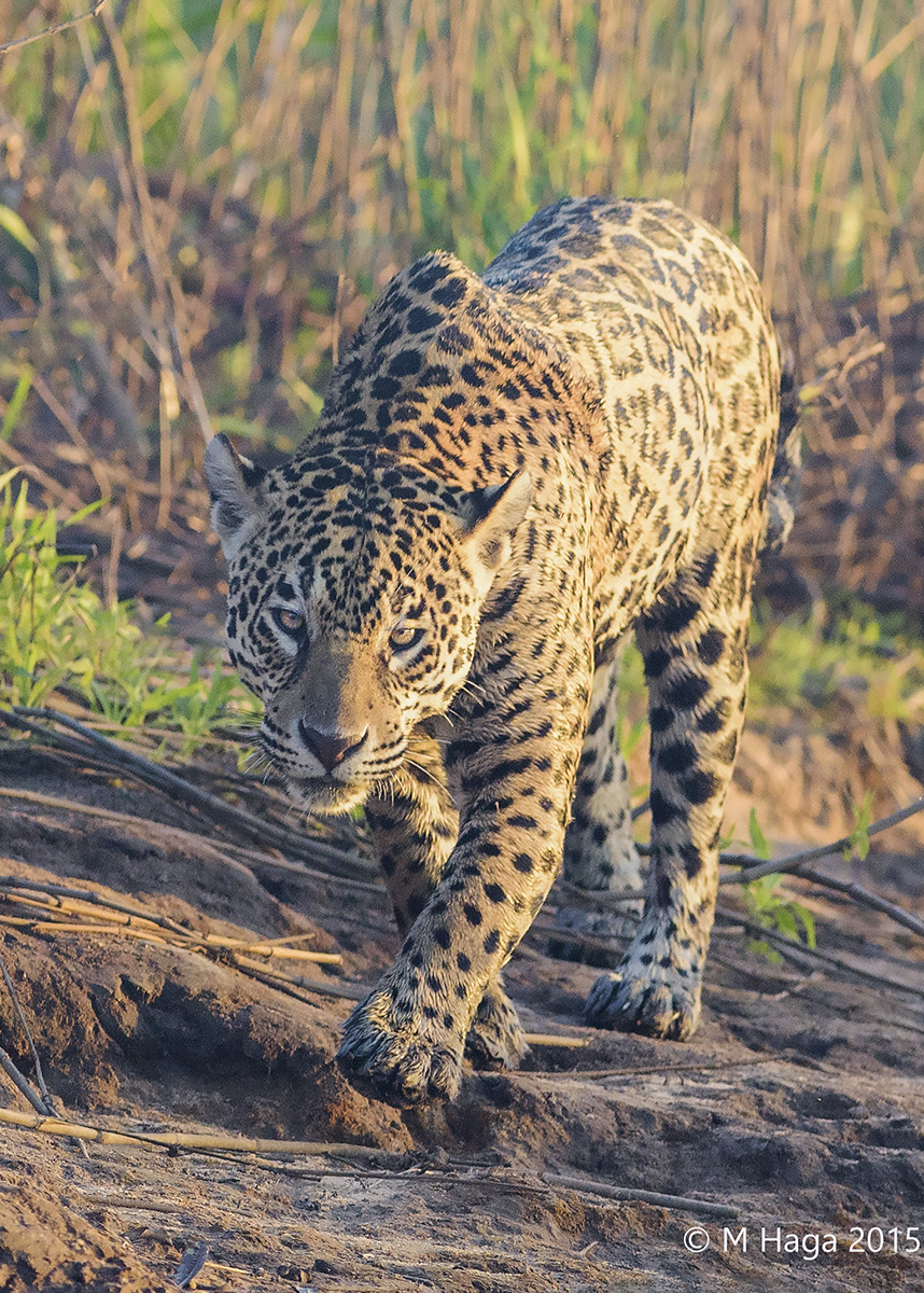 Jaguar
