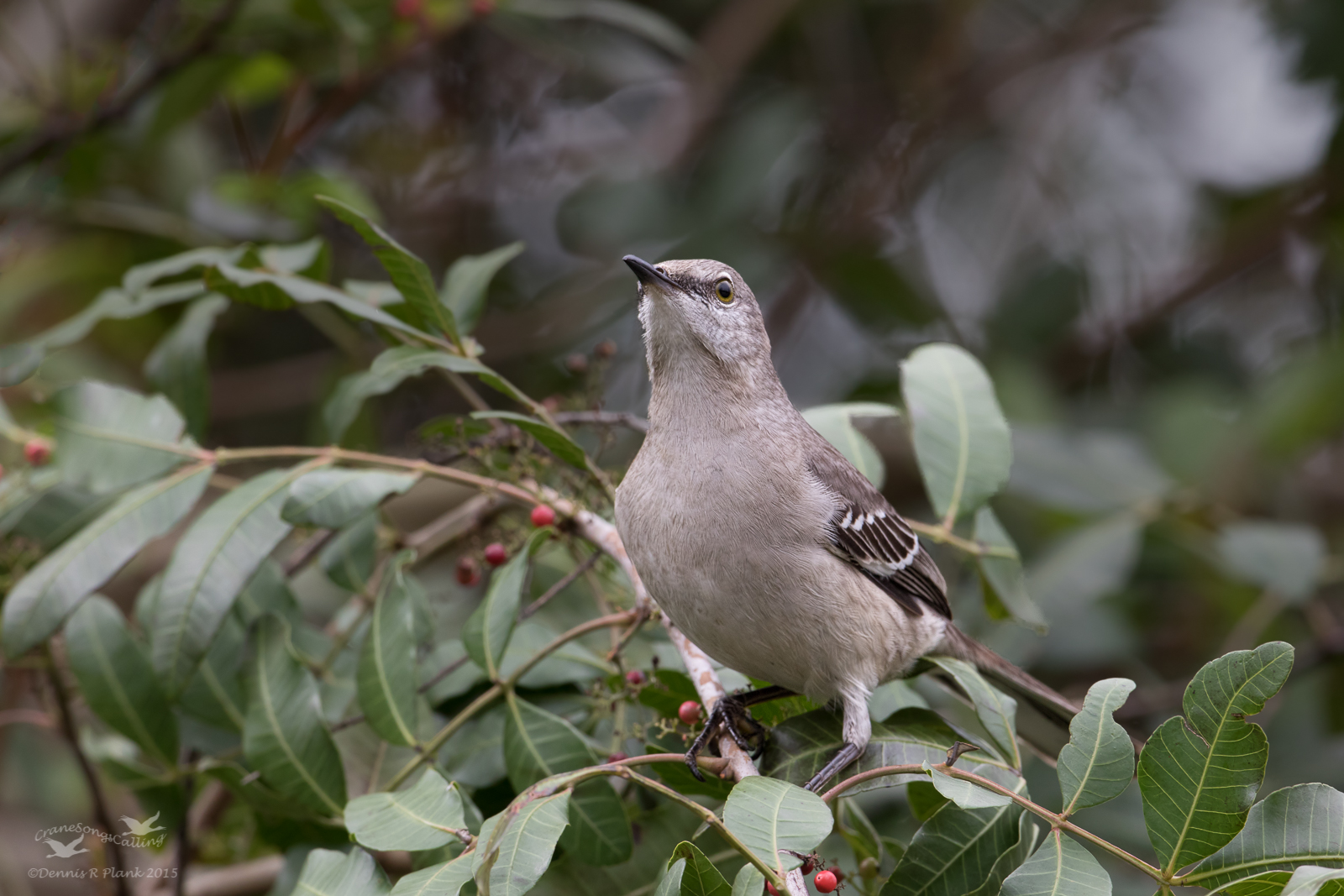 Northern Mockingbird