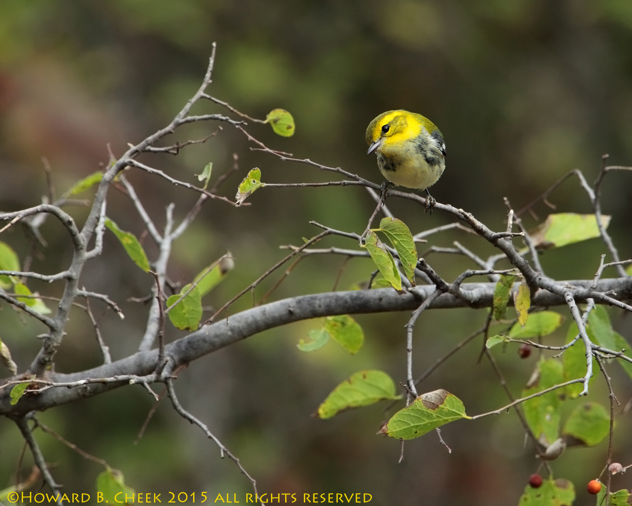 Black-throated Green