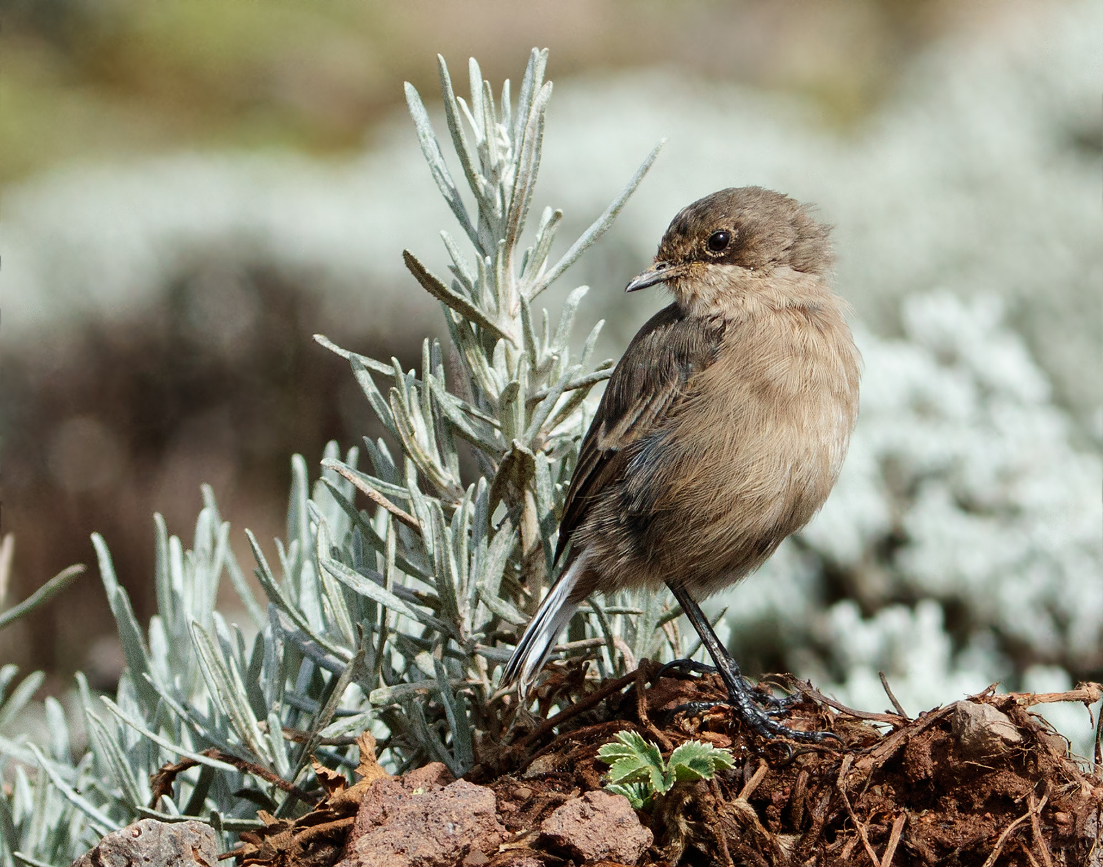 Alpine Chat