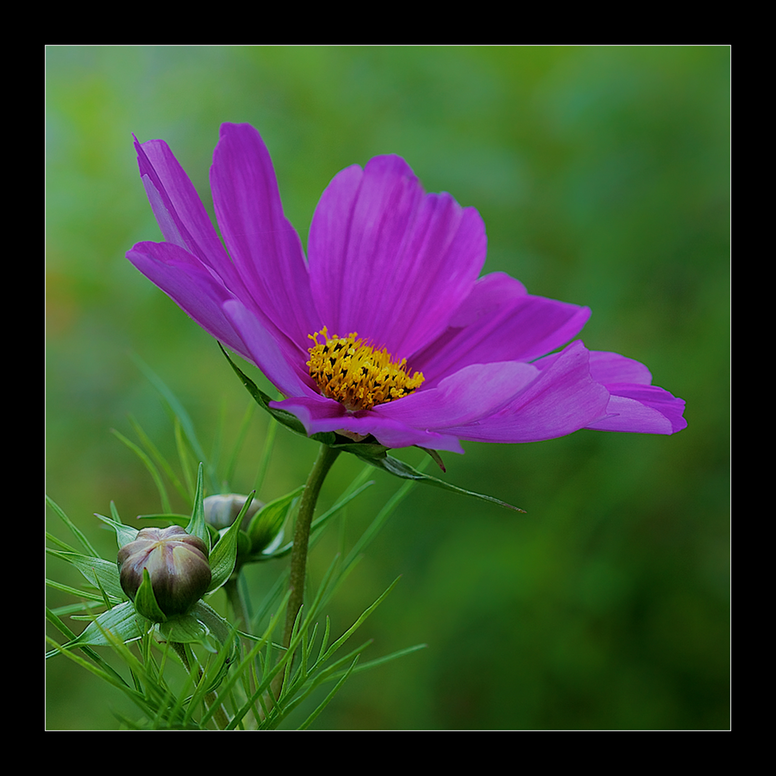 Cosmos and Buds