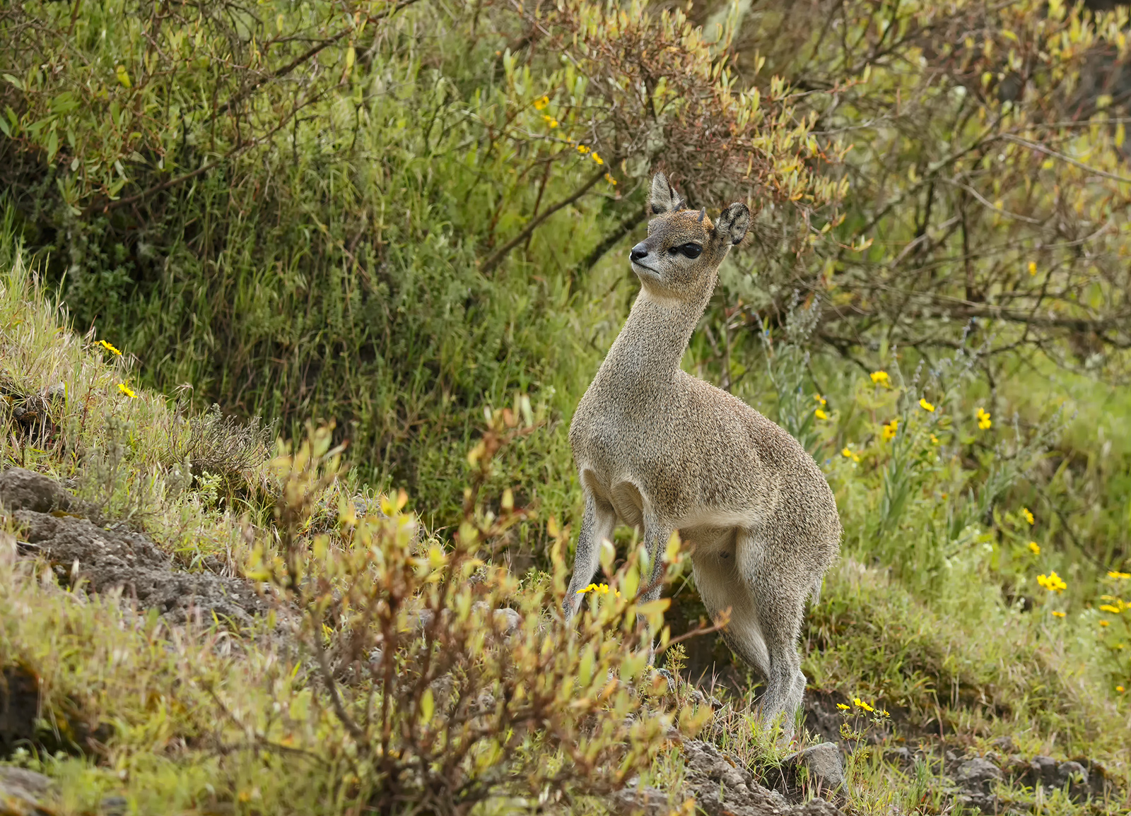 Klipspringer