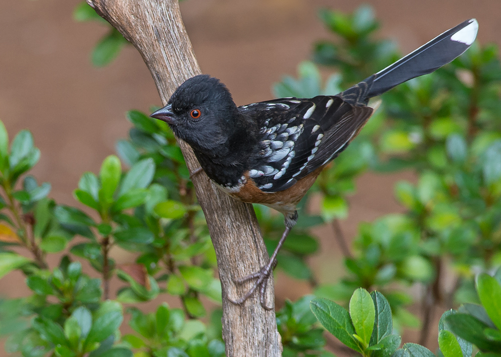 Spotted Towhee