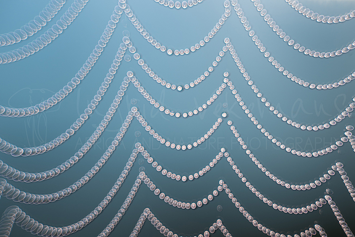 Mystery Curtain
