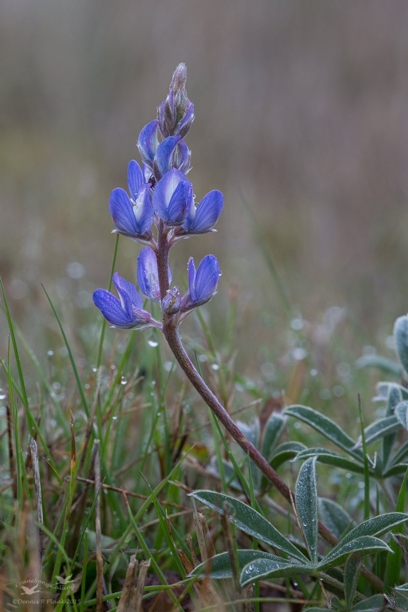 Pacific Lupine