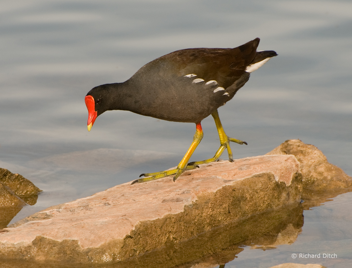 Common Gallinule
