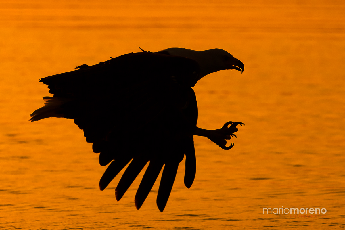 Sunset Hunt
