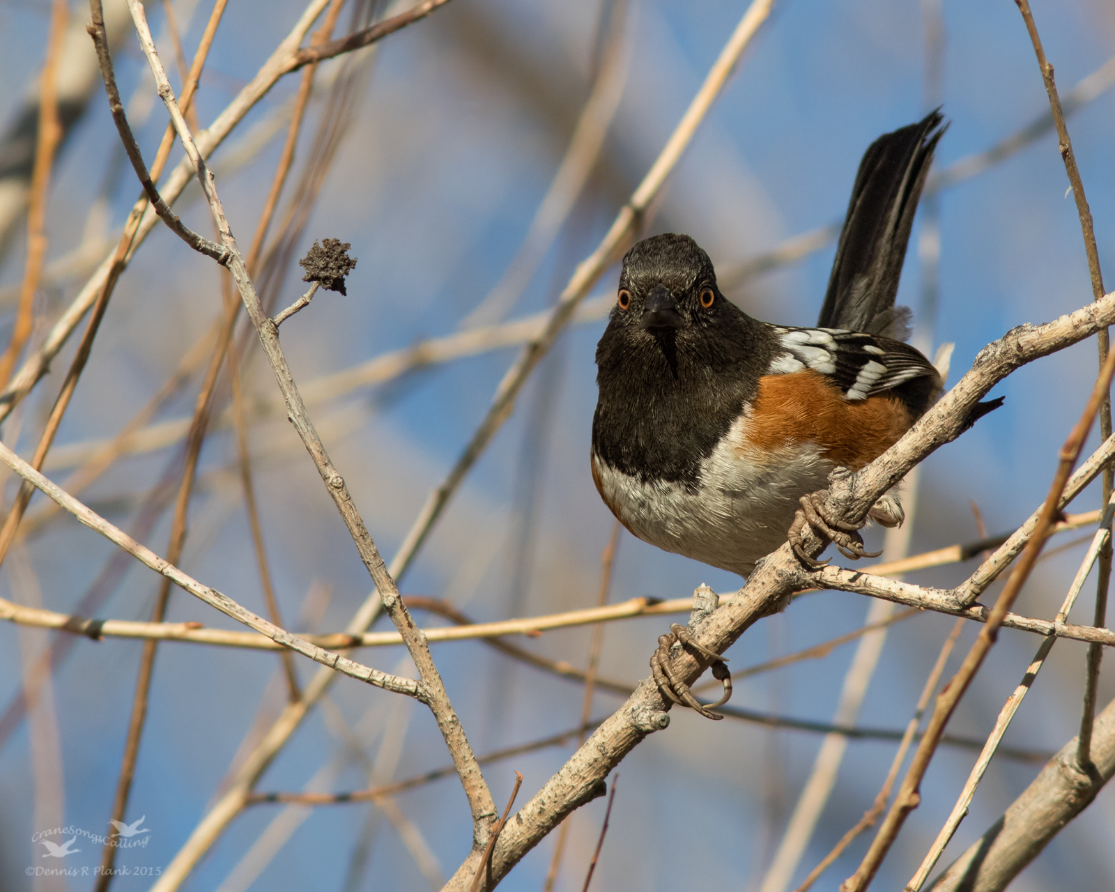 Spotted Towhee