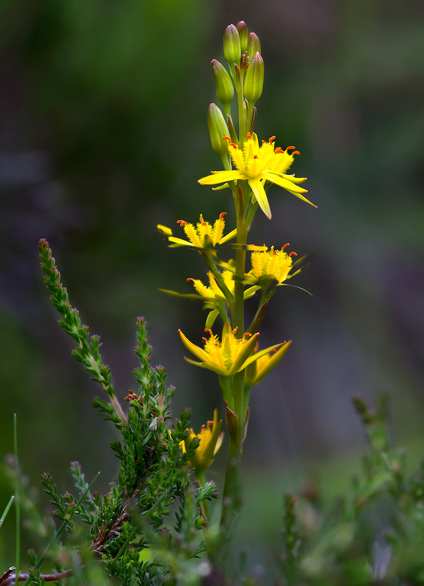 BOG ASPHODEL