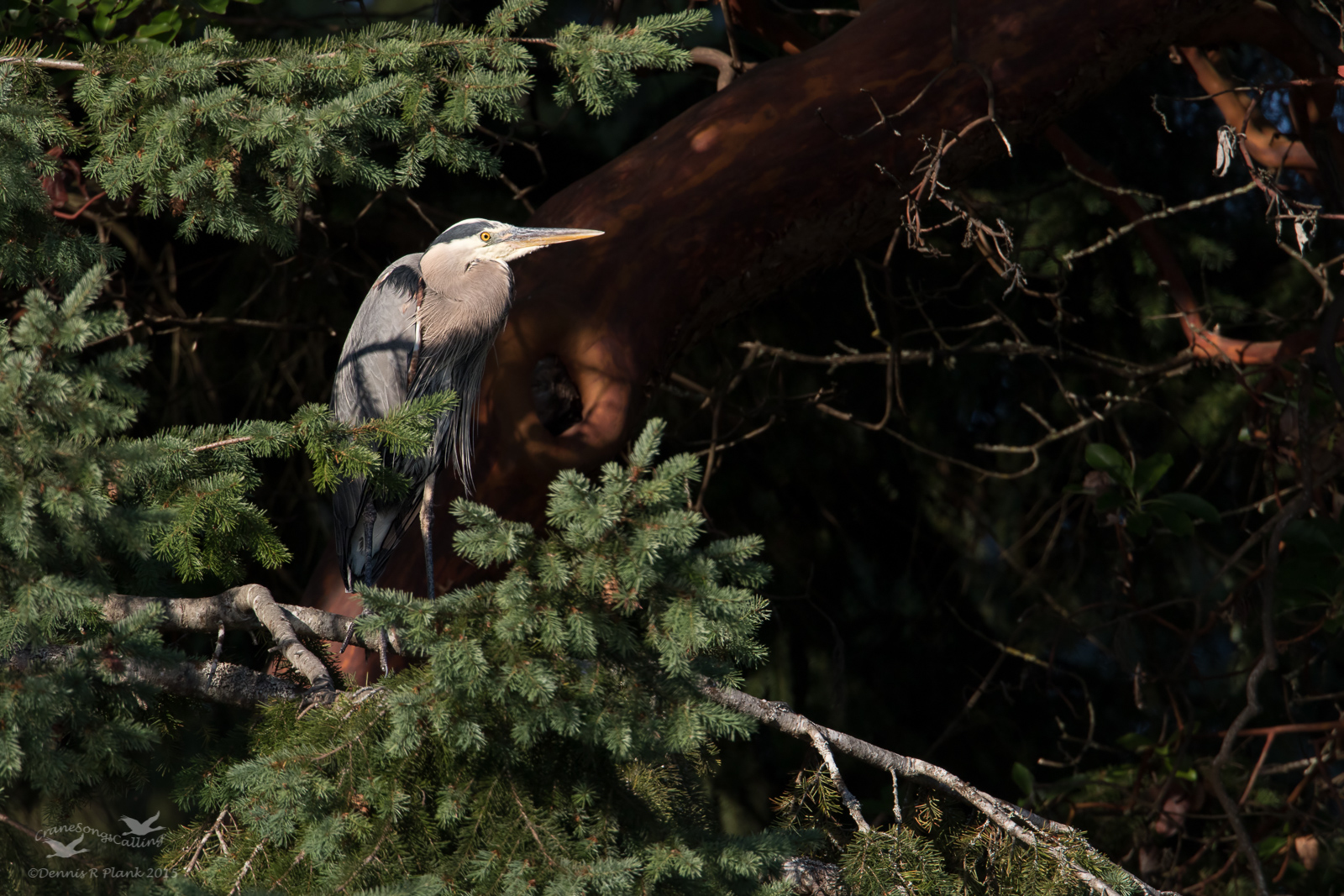 Great Blue Heron