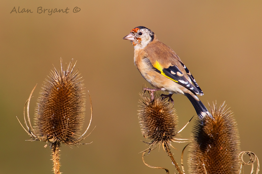 Juvenile Goldfinch