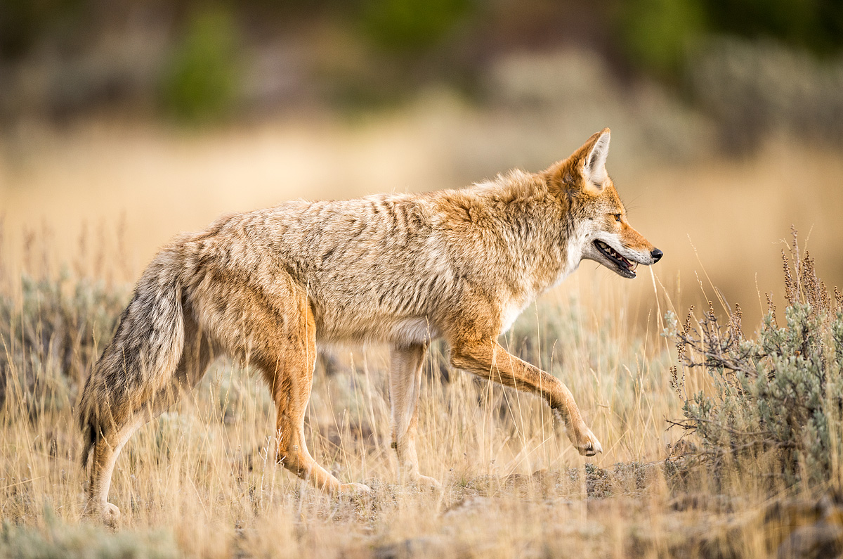 Yellowstone Coyote