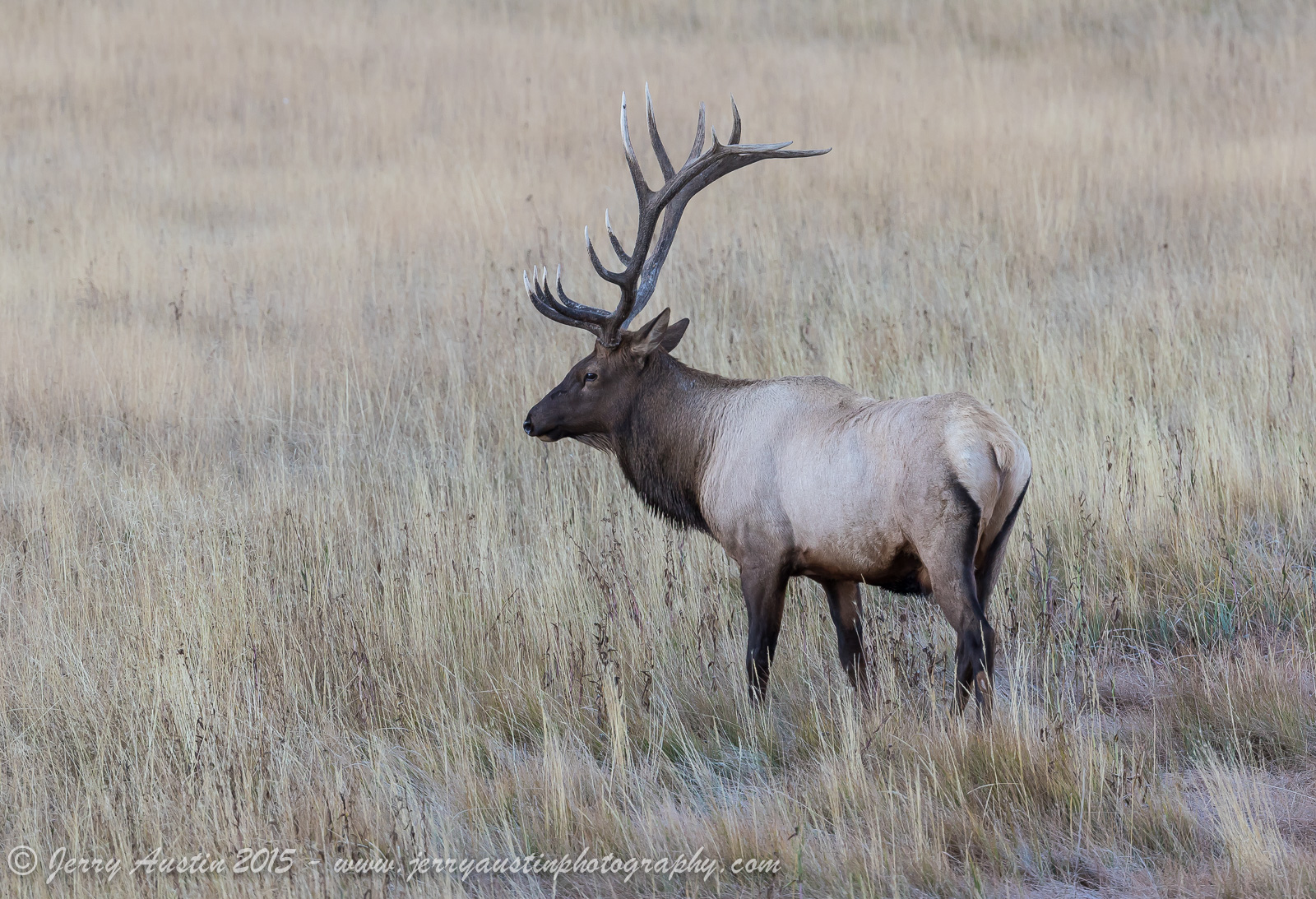 Madison River Bull