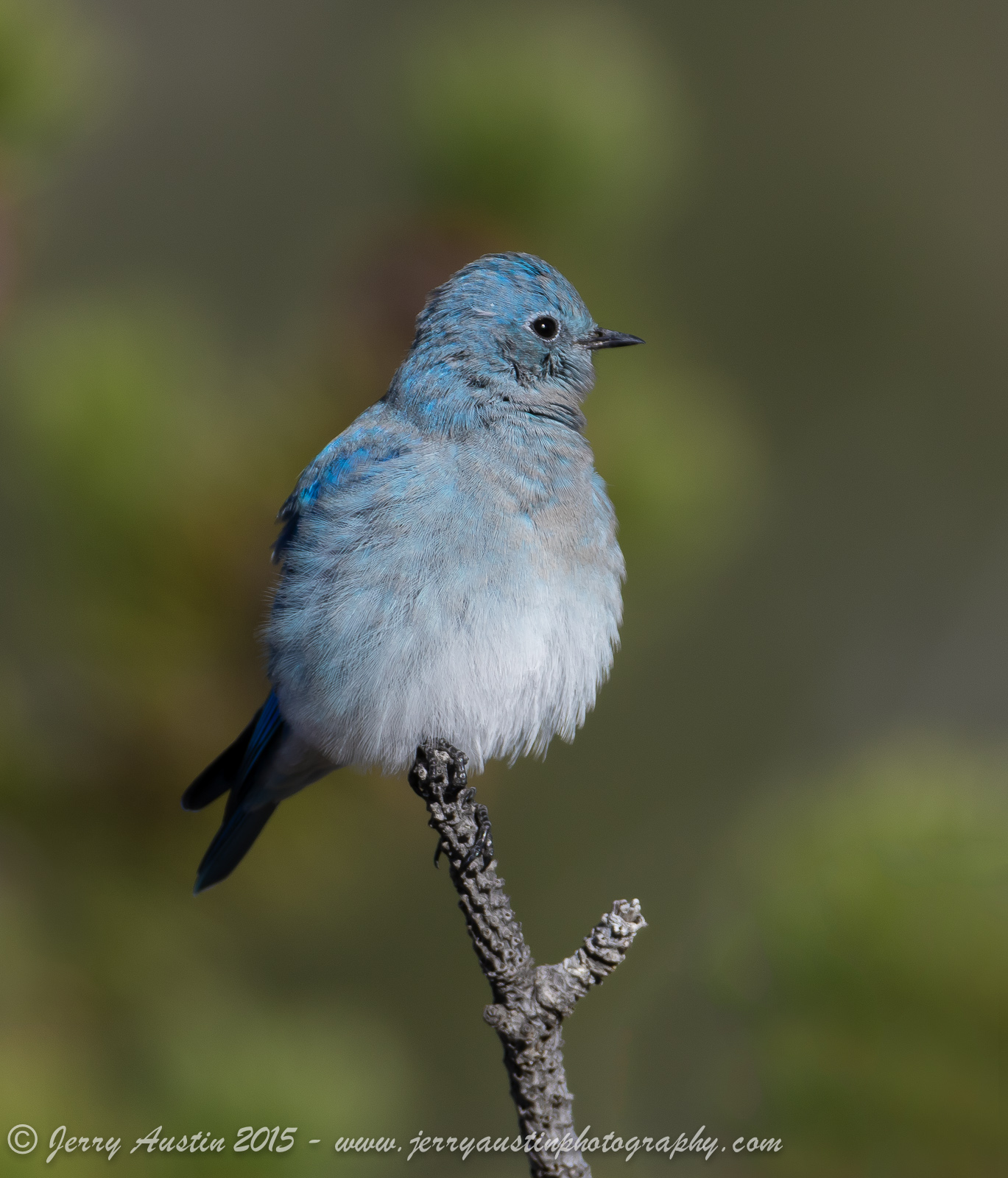 Mountain Bluebird 3