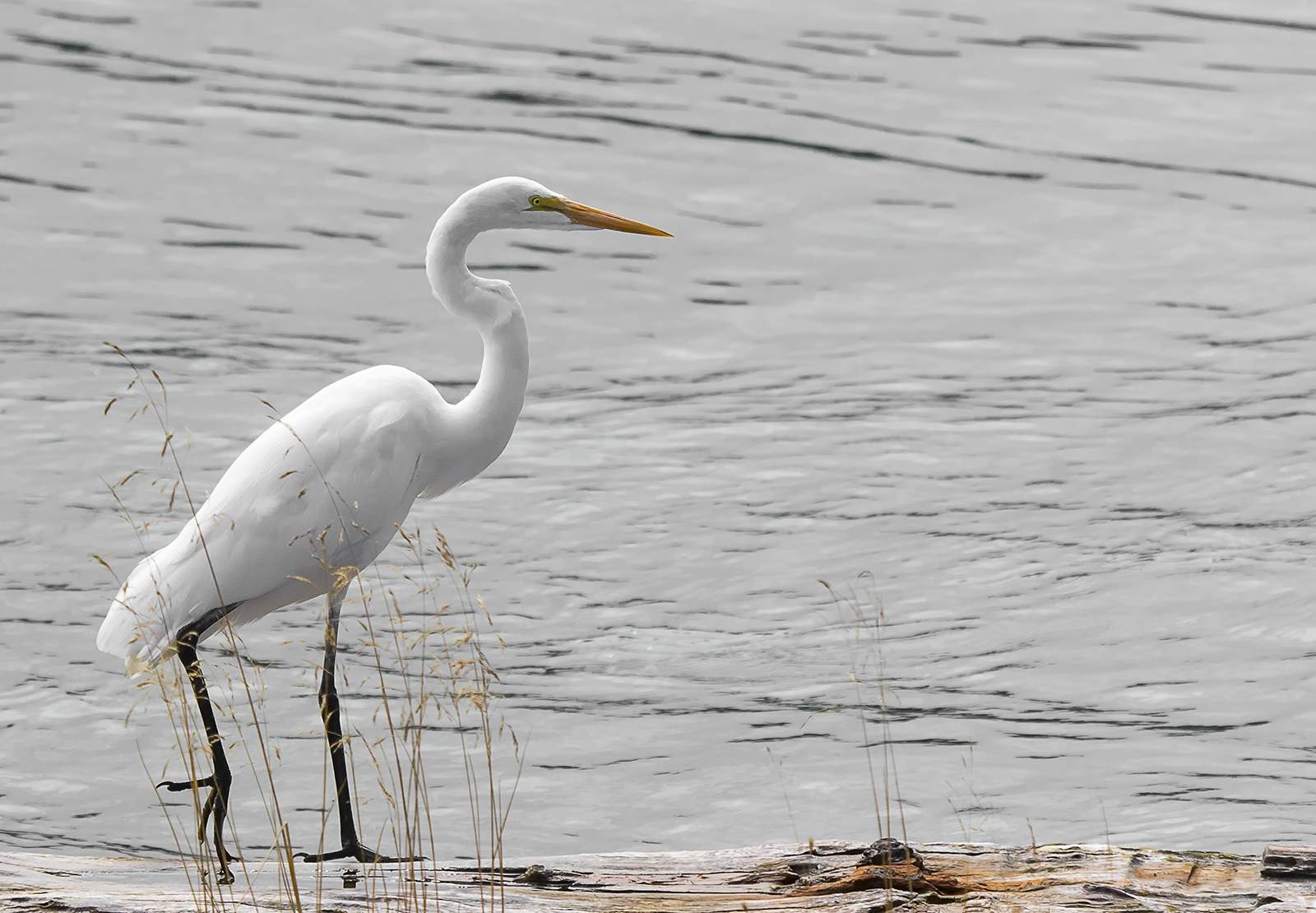 Great Egret