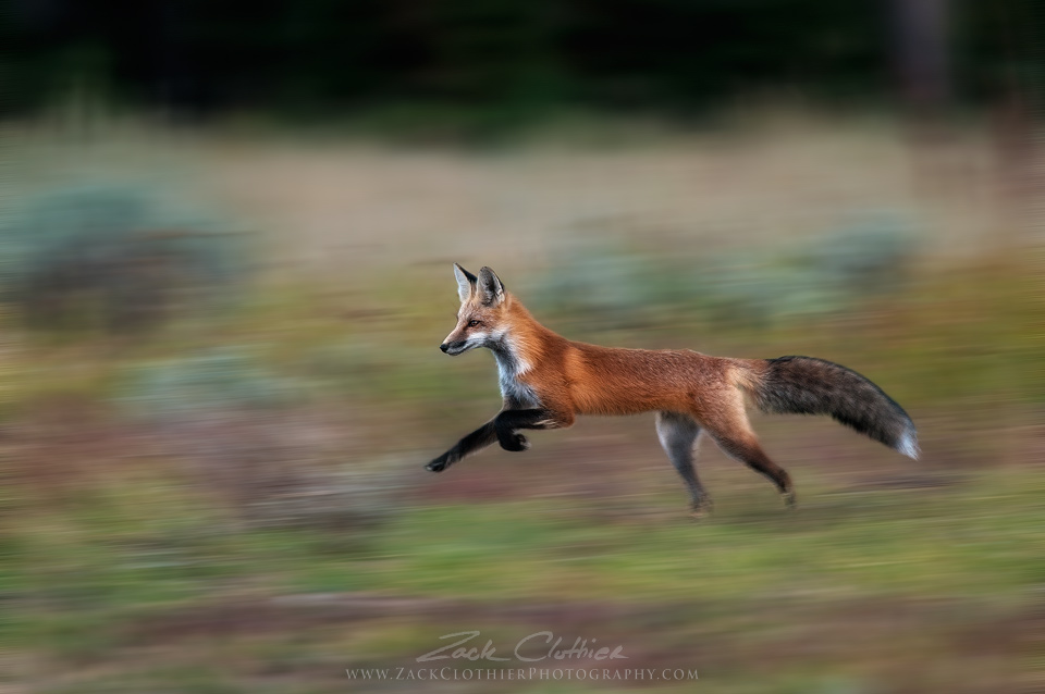 In Motion