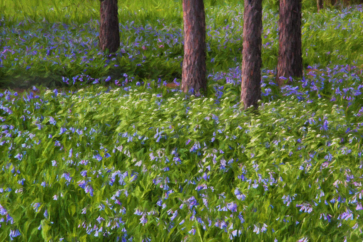 Spring Flowers