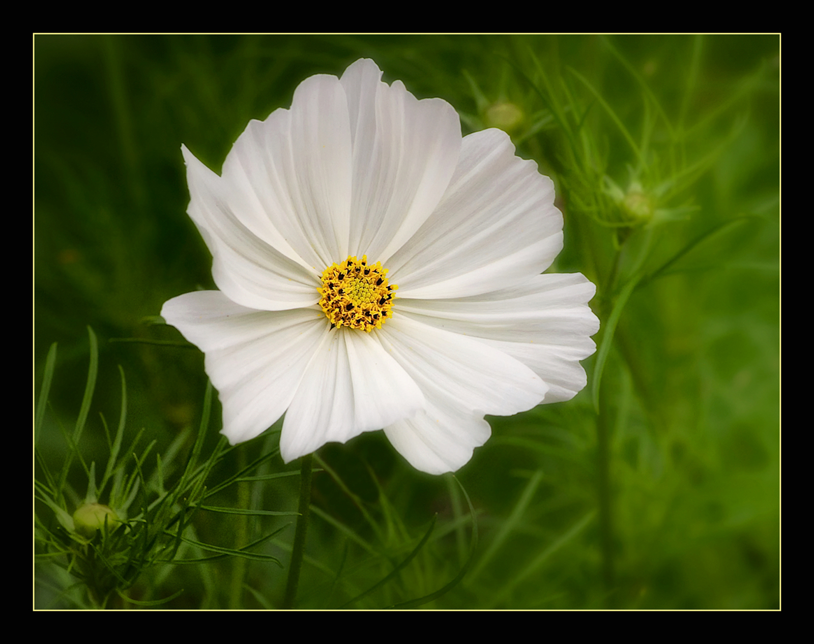 White Cosmos