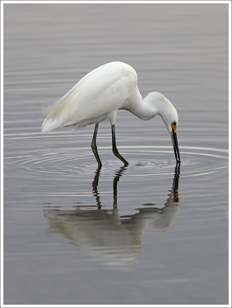 Snowy Egret Fishing