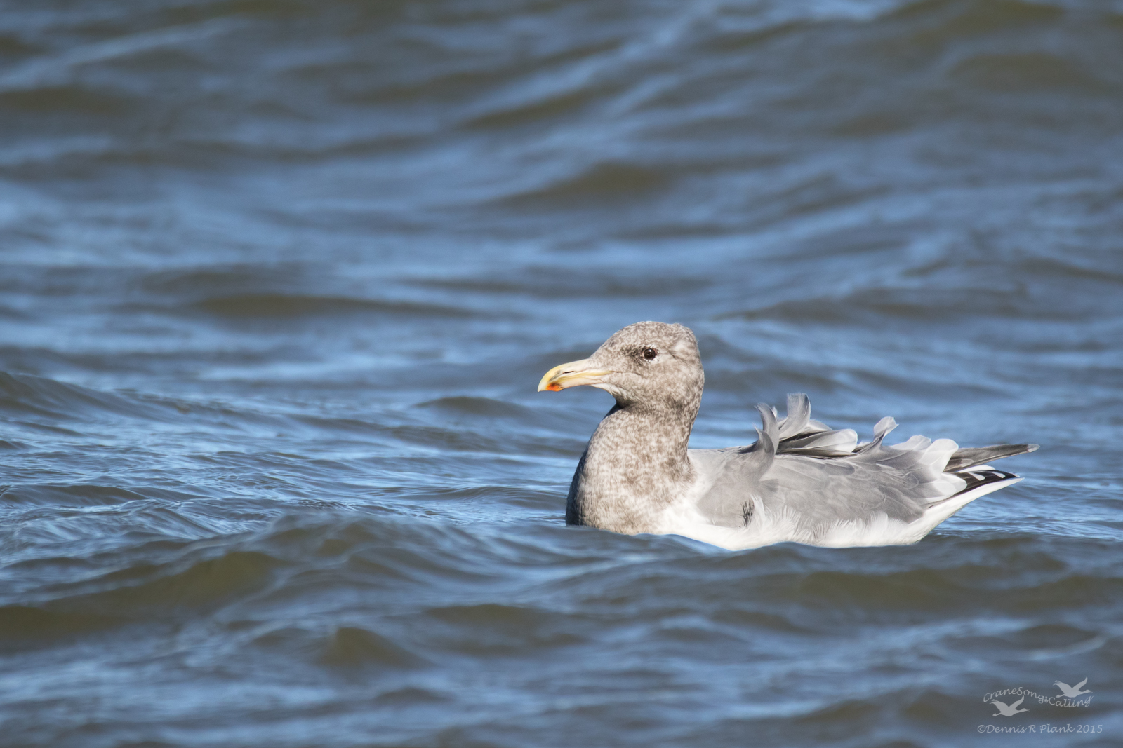 Another Herring Gull
